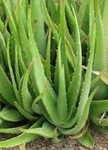 Aloe Vera essential oil