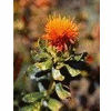 Safflower essential oil