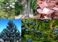 Red Cedar Wood (cypress) - Brownish Red Liquid, Medium Hardness, Density 300-500 Kg/mâ³ | Natural Aroma, Versatile, Insect Repellent