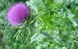 Silibinin(Silybum marianum extract)