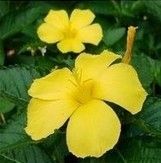 Yellow Damiana Extract Powder