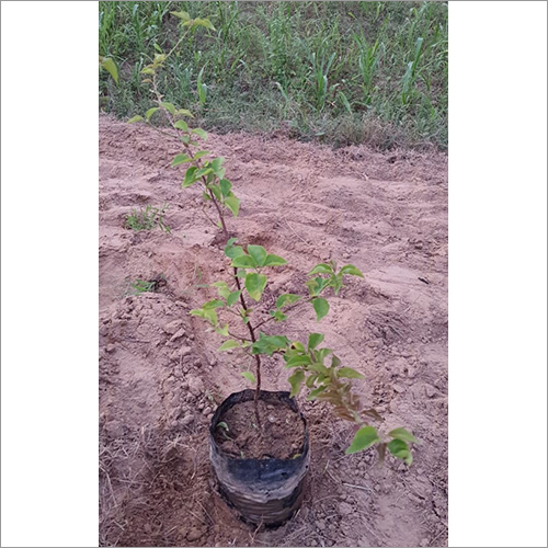 Green Bougainvillea Plant