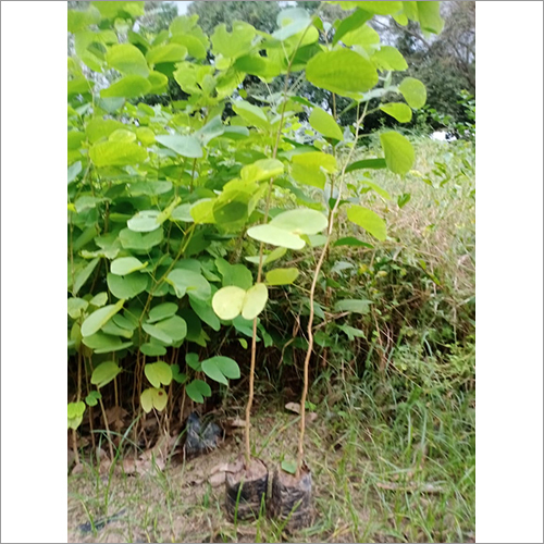 Kachnar (Mountain Ebony) Plant - Green Foliage, Fragrant Rosy Purple Orchid-Like Flowers | Medicinal Properties for Asthma and Ulcer Treatment