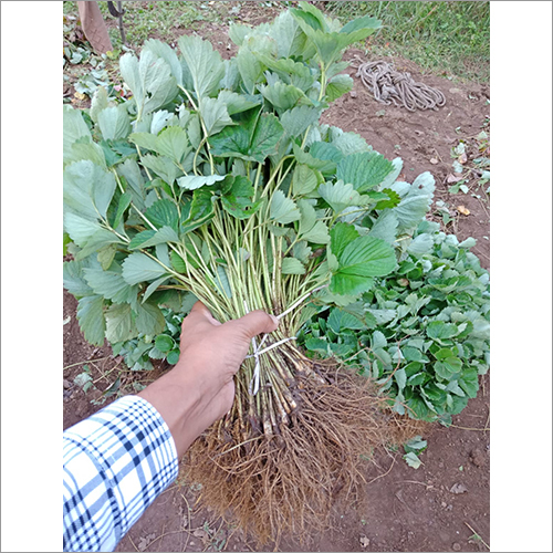 Green Strawberry Plant