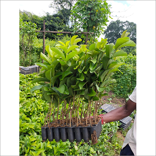 Green Taiwan Pink Guava Plant