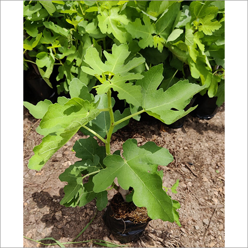 Green Deanna Anjeer Plant