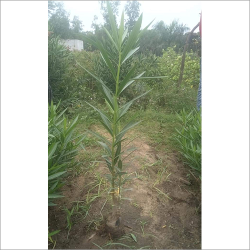 Green Kaner Plant