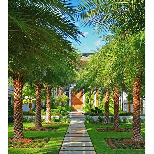 Green Palm Plant