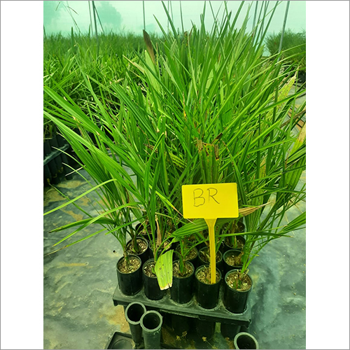 Green Tissue Culture Date Palm Barhi Plant