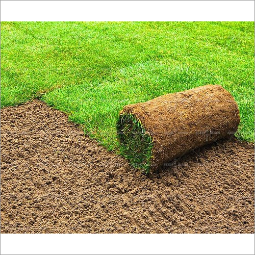 Natural Grass Carpet