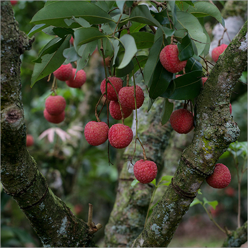 Fresh Lychee