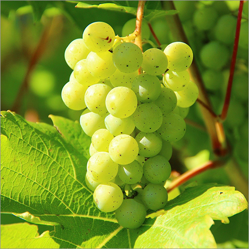 Fresh Grapes