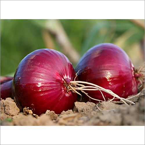 Fresh Onion