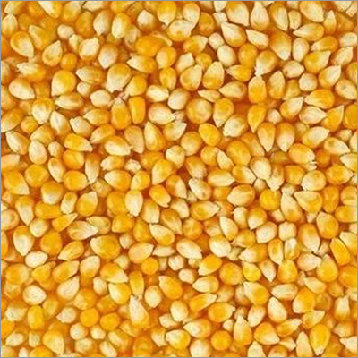 Yellow Maize Seed By SHREE RAIDIWAN TRADING COMPANY