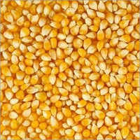 Yellow Maize Seed