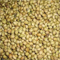 Raw Coriander Seed