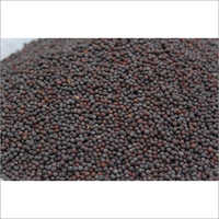 Black Mustard Seed