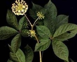 Siberian Ginseng Extract