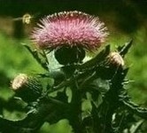 Japanese Thistle Herb Extract