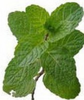 Herba Clinopodii Extract