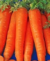 Carrot Extract By AUSMAUCO BIOTECH CO., LIMITED