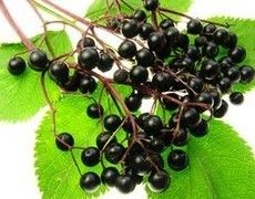 Elderberry Extract