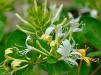 HoneySuchle Flowers Extract