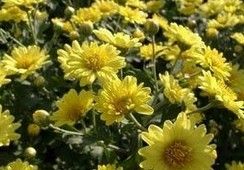 Chrysanthellumum Extract