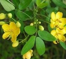 Cassia Seed Extract