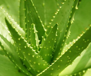 Aloe Extract