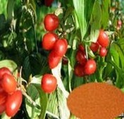 Asiatic Cornelian Cherry Fruit Extract