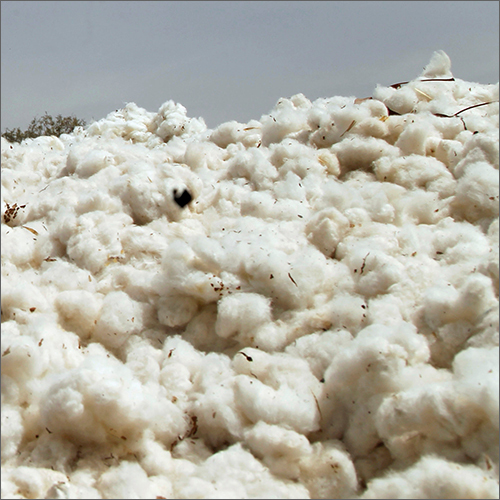 Raw White Cotton