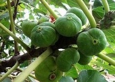 Ficus Carica Linn Fruit Extract