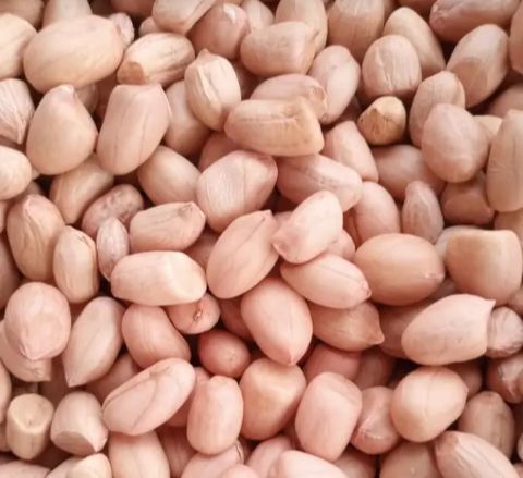 Groundnut Seed