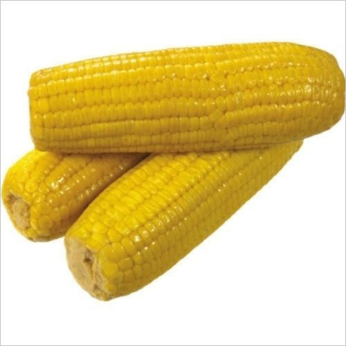 Yellow Maize