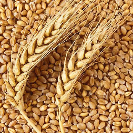 High Protein Wheat Seed