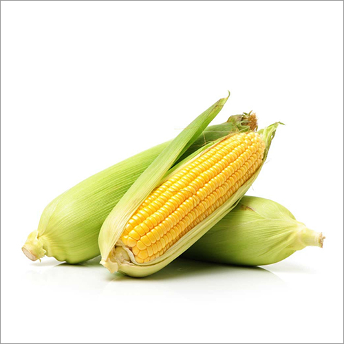 Yellow Maize Cereal Grain