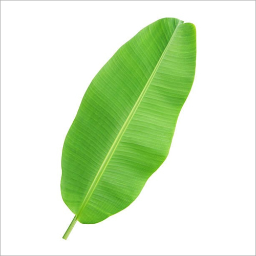 Green Banana Leaf