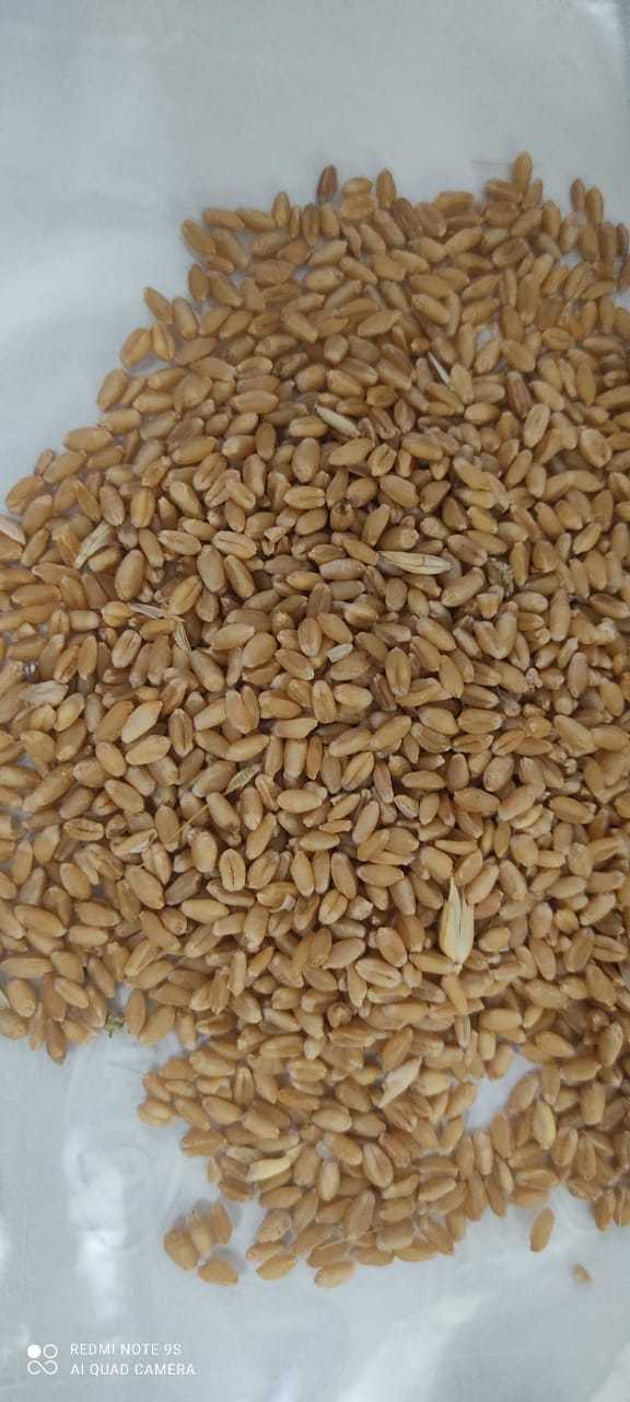Milling Wheat