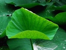 Lotus Leaf P.E.