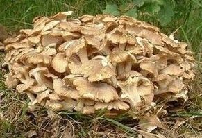 Polyporus Umbellatus Extract