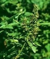 Herba Pogostemonis Extract