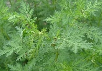 Sweet Wormwood Herb Extract