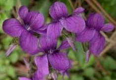 Tokyo Violet Herb Extract