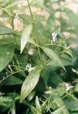 Andrographis Paniculate extract