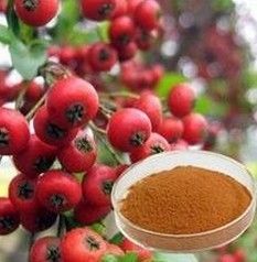 Hawthorn berry extract