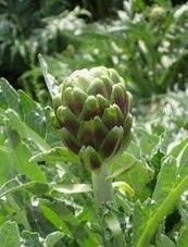 Artichoke extract