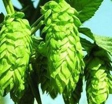 Green Hops Flower Extract