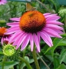 Echinacea Extract