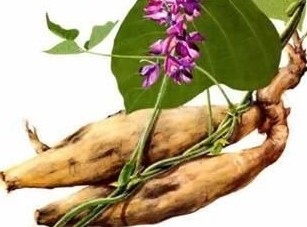 Kudzu Root extract By AUSMAUCO BIOTECH CO., LIMITED